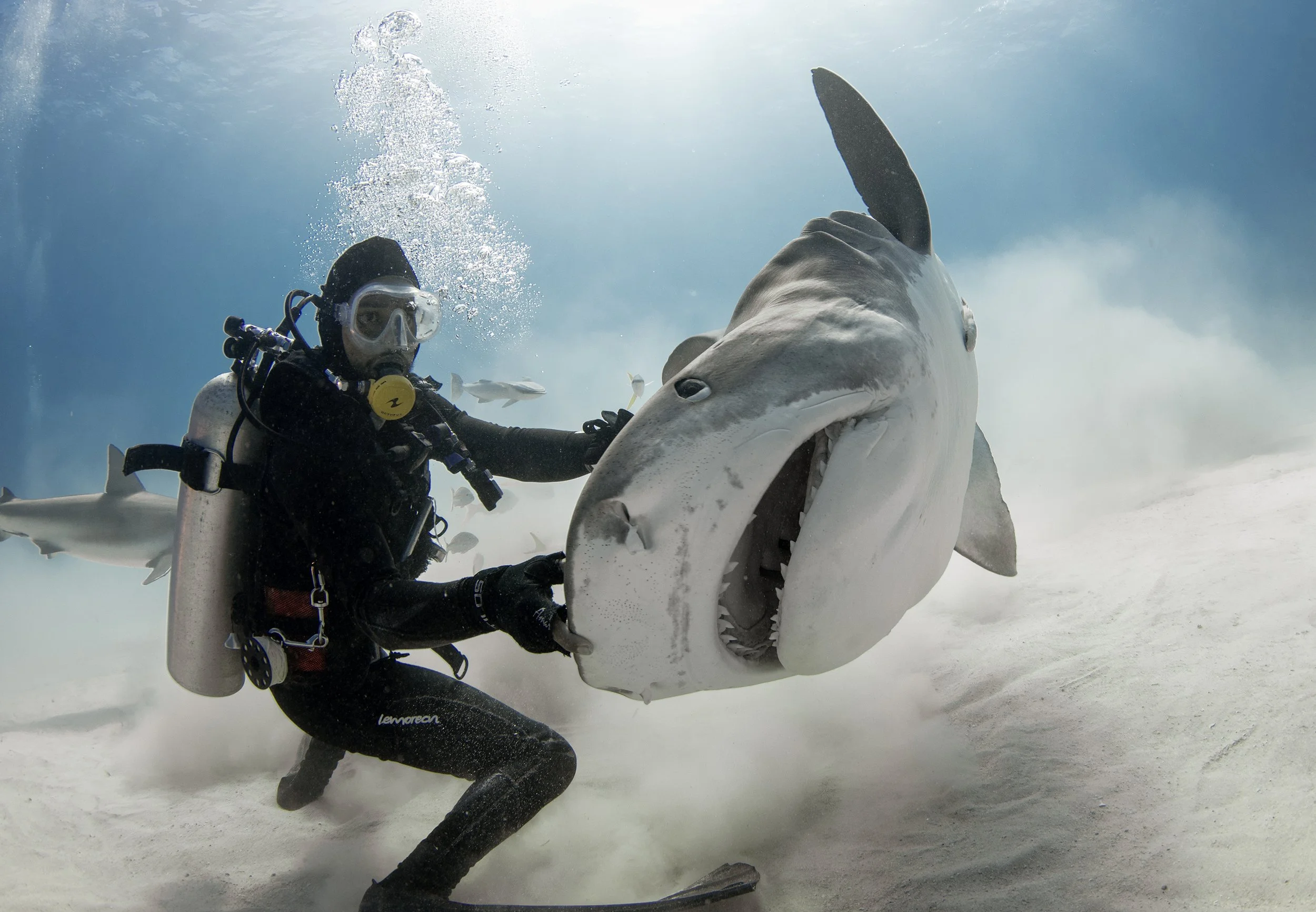 Why Palau Shark Diving Is a Must for Ocean Lovers